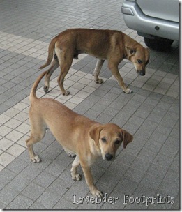 My doggies